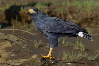 Kane tmava - Buteogallus anthracinus - Common Black Hawk o1011